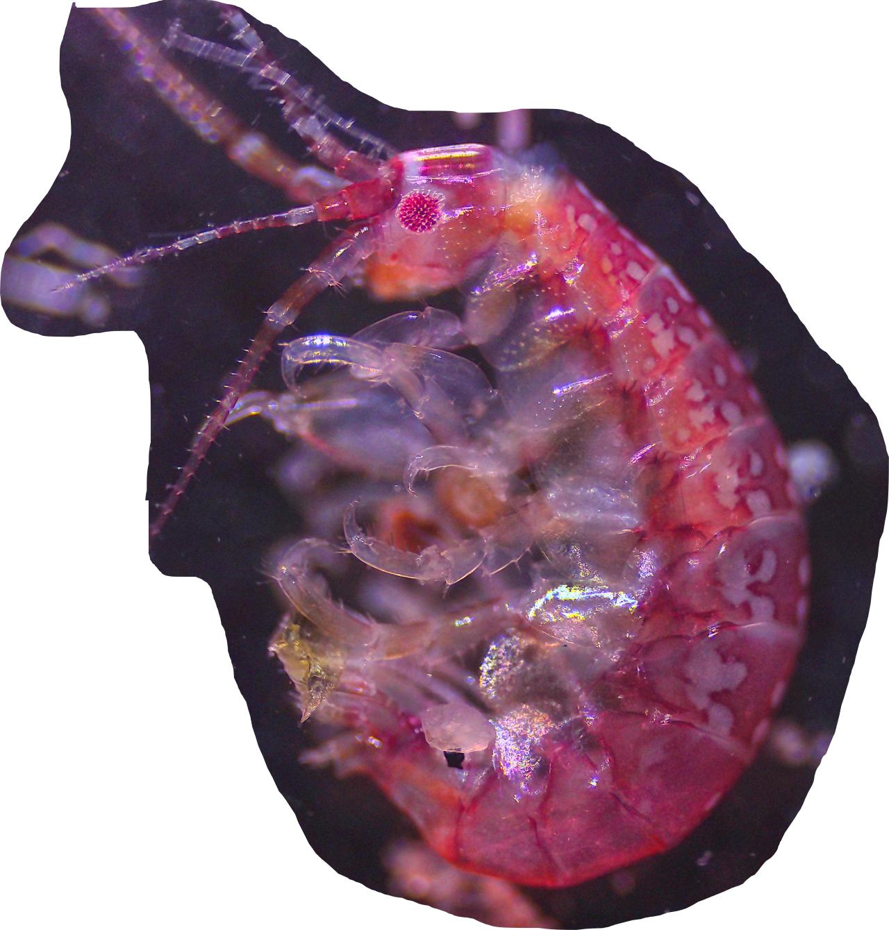 Un minuscolo abitante degli scogli: anatomia e biologia di un anfipode marino